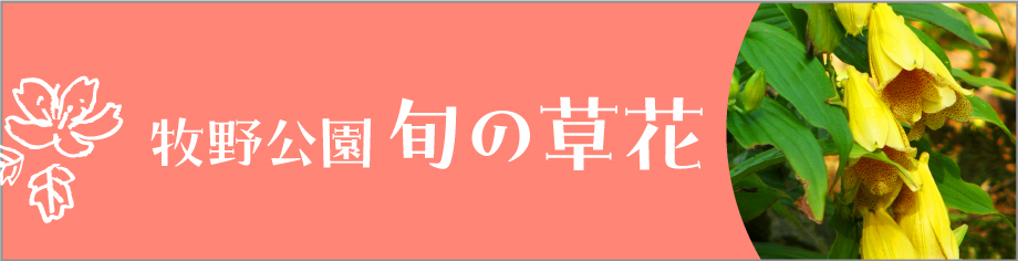 牧野公園　旬の草花