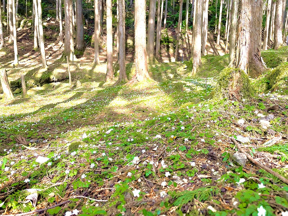 加茂地区 バイカオウレン群生地