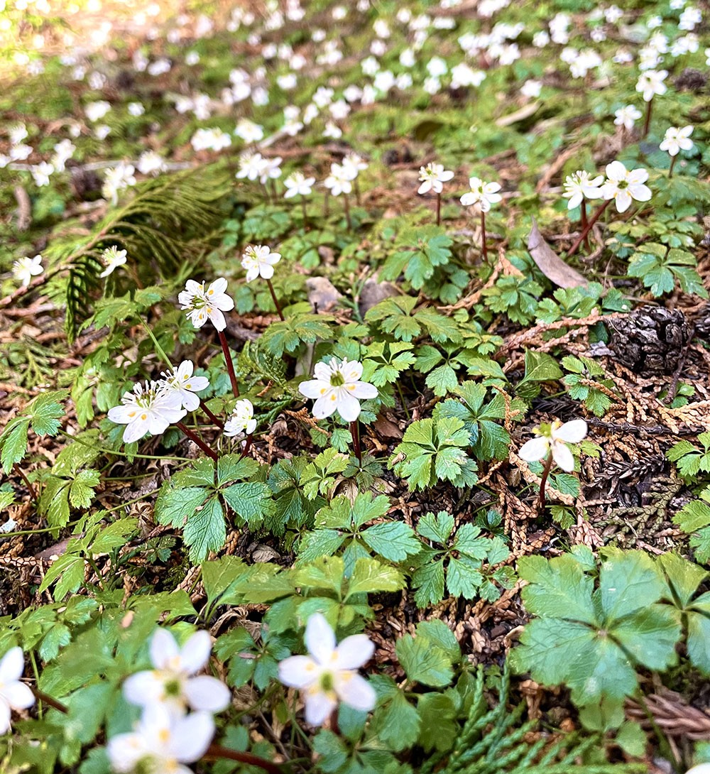 加茂地区 バイカオウレン群生地