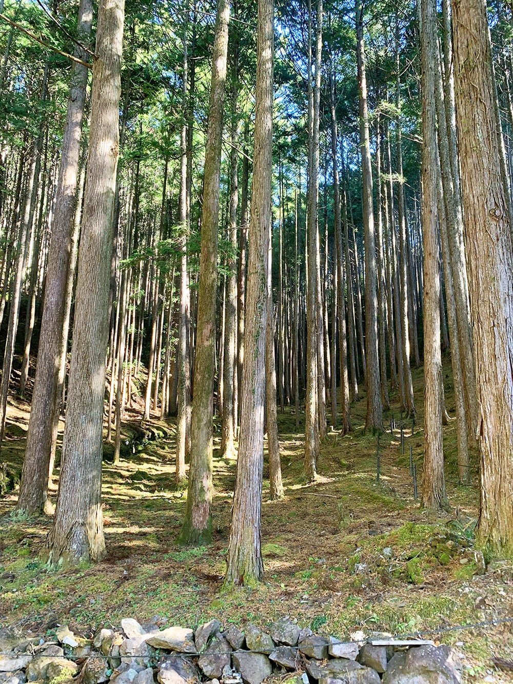 加茂地区 バイカオウレン群生地