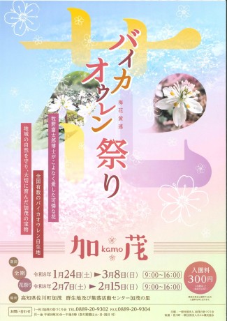 バイカオウレン花祭り